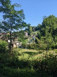 Trees on field against clear sky
