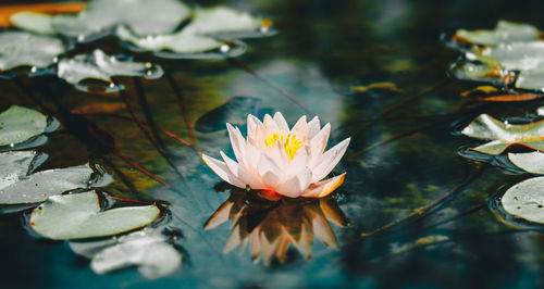 Close-up of lotus water lily in lake