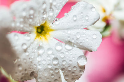 Close-up of flower in water