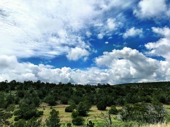 Trees on field against sky