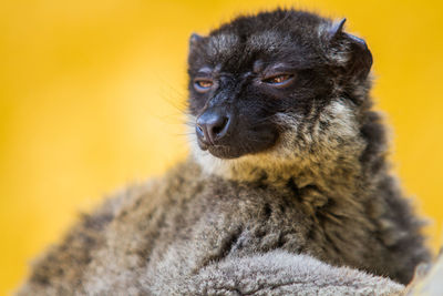 Close-up portrait of dog