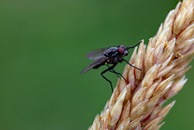 Close-up of fly on leaf