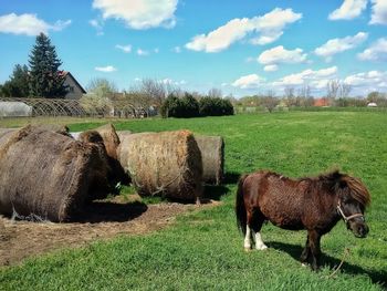 Horses in a field