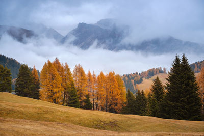 Scenic view of pine trees against sky