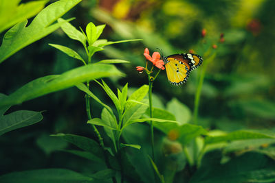 Close-up of butterfly pollinating on flower