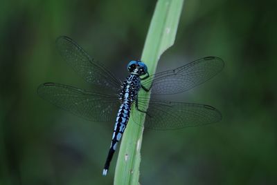 Close-up of dragonfly on leaf