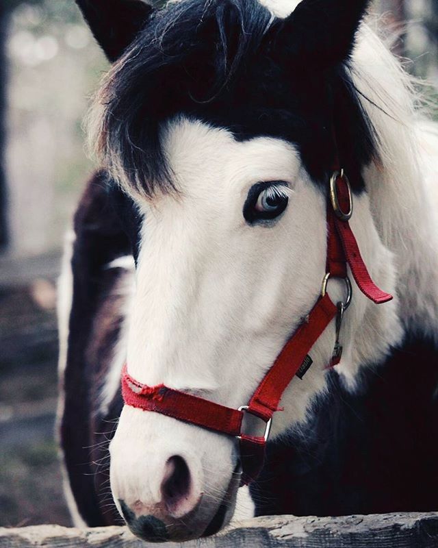 animal themes, domestic animals, one animal, mammal, livestock, animal head, close-up, focus on foreground, animal body part, dog, horse, portrait, herbivorous, working animal, standing, pets, animal hair, outdoors, day, white color