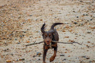 High angle portrait of dog on land