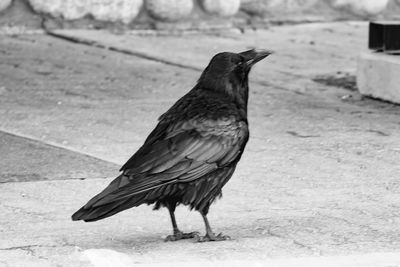 Close-up of bird perching on ground