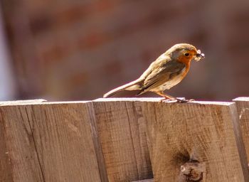 Close-up of bird perching on wooden fence