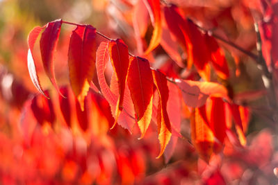 Close-up of red flowering plant during autumn