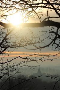 Close-up of branches against sky during sunset