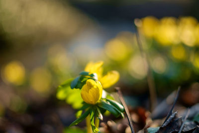 Close-up of yellow flowers