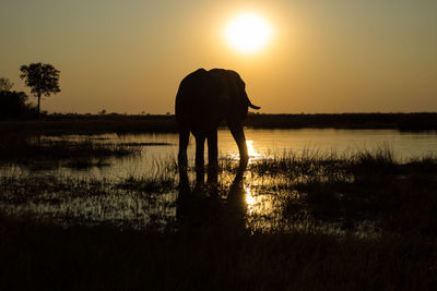 Silhouette elephant standing by lake against sky during sunset