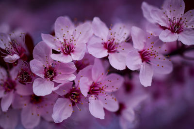 Close-up of cherry blossoms