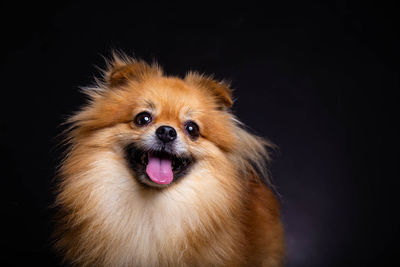 Close-up portrait of a dog