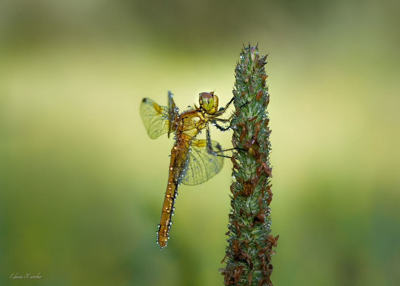 CLOSE-UP OF DRAGONFLY PLANT