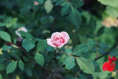 Close-up of pink rose