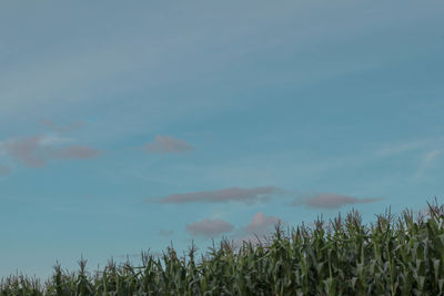 Plants growing on field against sky