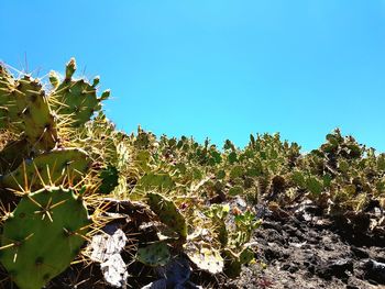 Cactus growing against clear blue sky