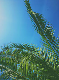 Low angle view of palm tree against sky