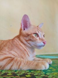 Close-up of a cat looking away