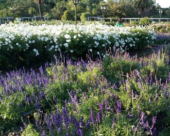 Purple flowers blooming on field