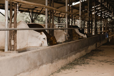 Cows in a shed