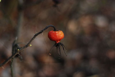 Close-up of red berries growing on plant