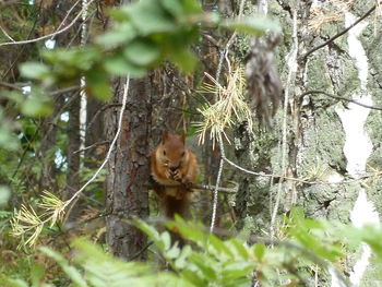 Close-up of squirrel on tree