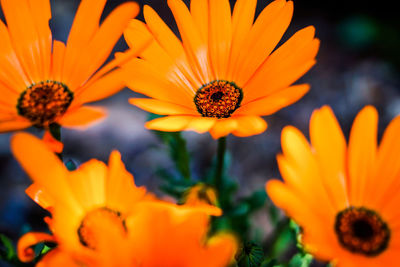 Close-up of honey bee on yellow flower