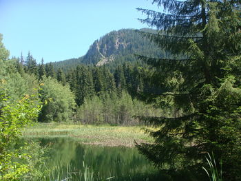 Low angle view of trees in forest against clear sky