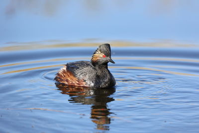 Black necked grebe swimming on a sunlit lake