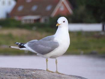 Close-up of seagull perching on wall