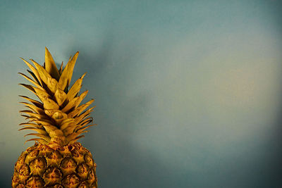 Close-up of fruit against wall