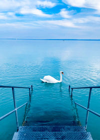 Swans floating on sea against sky