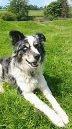 Dog on grassy field