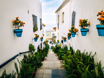 Potted plants growing outside house