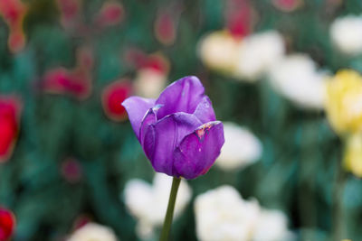 Close-up of pink flowering plant