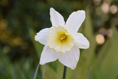 Close-up of white flowering plant