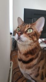 Portrait of cat at home