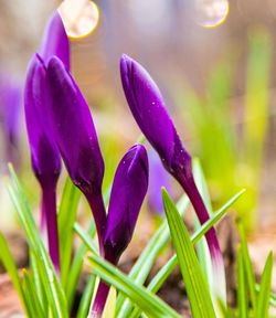 Close-up of purple crocus flower