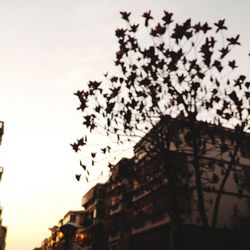 Low angle view of tree against sky