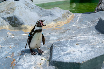 High angle view of penguin on rock at shore