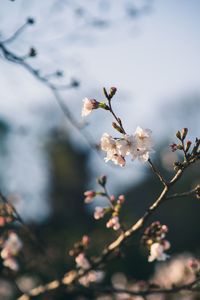 Close-up of cherry blossom on tree