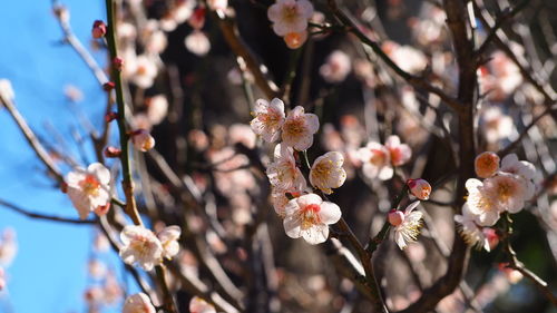 Close-up of cherry blossom