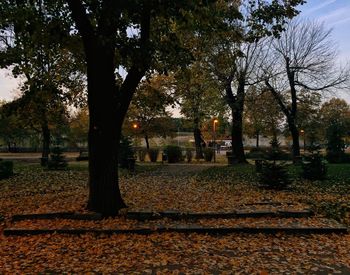 Trees in park during autumn