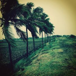 Trees on grassy field