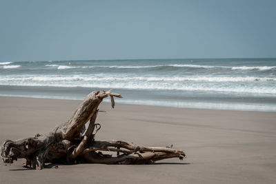 Driftwood on beach against sky