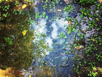 Plants growing in pond